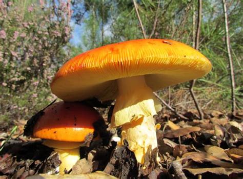 Outdoor Indiana Mushroom Hunting 101 Orangebean Indiana