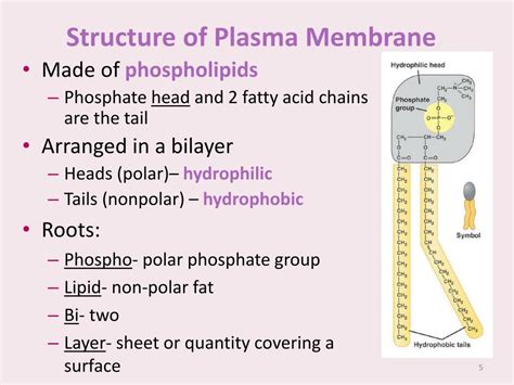 Ppt Cell Membrane Structure Function And Cell Transport Ms Kim Honors