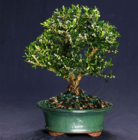 A simple beginner's guide to getting started with orchid growing in your home including how to select plants and the care required for gorgeous blooms. Harland Boxwood Bonsai Outdoor/Indoor Large Beginner ...