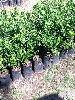 Available land for sale in bay city, pasay, metro manila vacant lots for residential or farm/agri sold by owner / agent affordable & cheap. For Sale: Calamansi (small And Big) Plants For Php ...