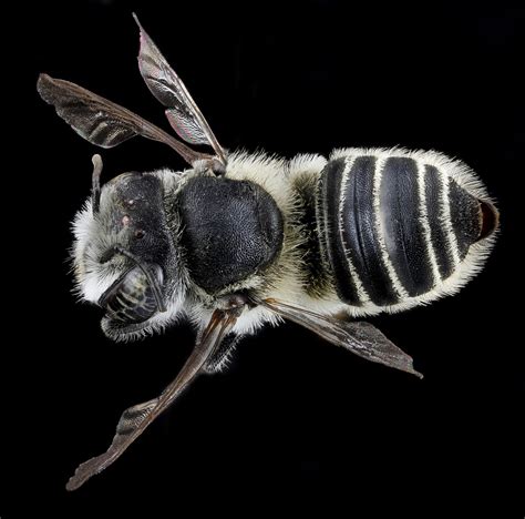 Megachile Brevis F Back Tennessee Haywood County2013 Flickr