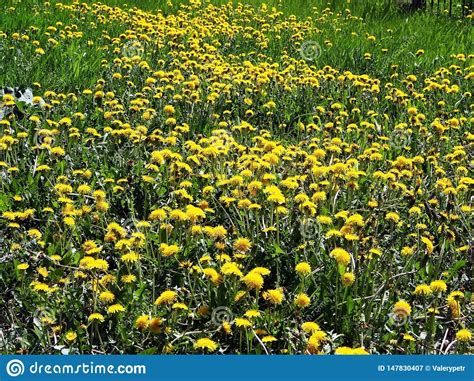 Open Plek Van De Eerste De Lentebloemen Van Gele Paardebloemen Stock