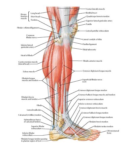 Muscles Of Leg Lateral View Anatomy Pediagenosis
