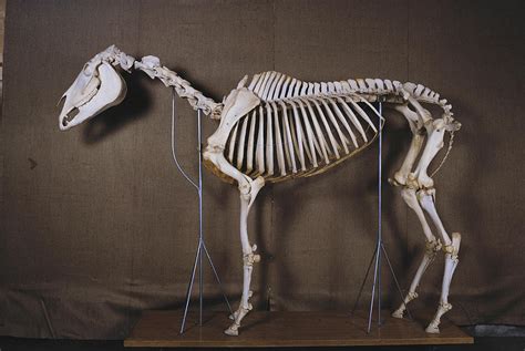 Horse Skeleton Animal Skeletons Horse Anatomy Animal