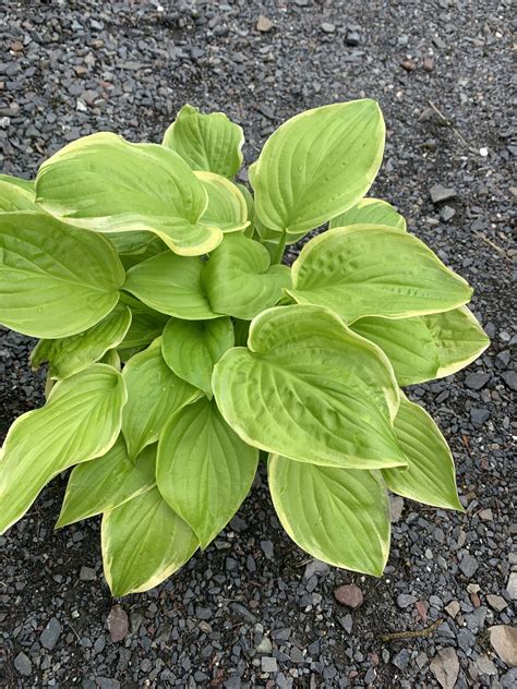 Hosta Fragrant Bouquet Plantain Lily 1 Behmerwald Nursery