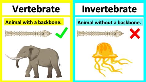 Vertebrate Vs Invertebrate🤔 Types Of Animals Whats The Difference