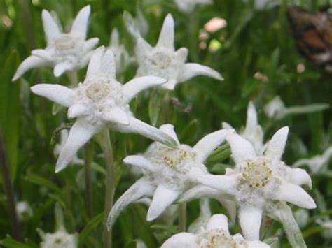 Fileedelweiss 3