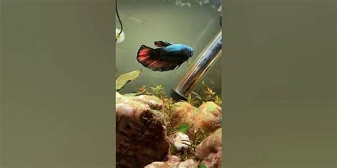 Why Does Betta Fish Change Color