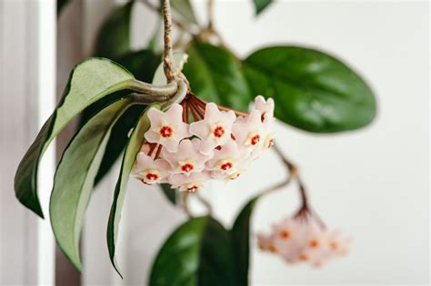 Hoya Plant Care For Beginners Ted Lare Design And Build