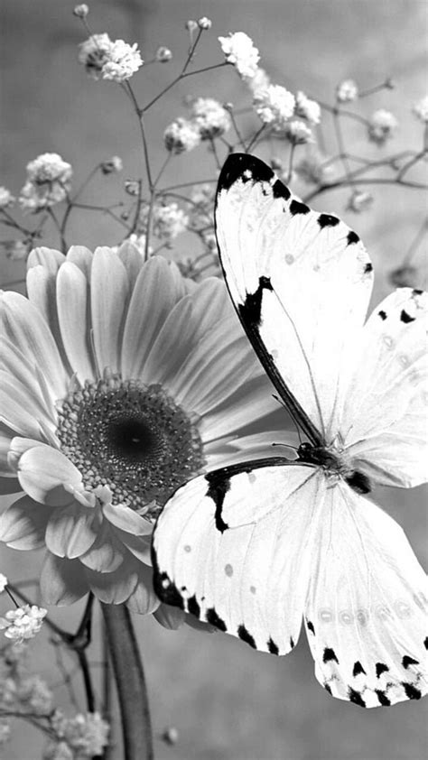 Butterfly Sunflower Black White Hd Phone Wallpaper Peakpx