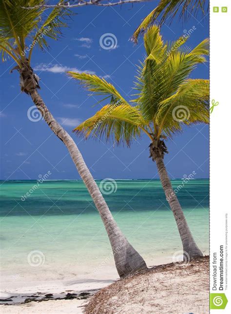 Free Stock Photos Palm Trees Tropical Beach Picture Image 5210208