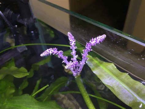 7 Aquarium Plants That Flower With Tips And Pictures
