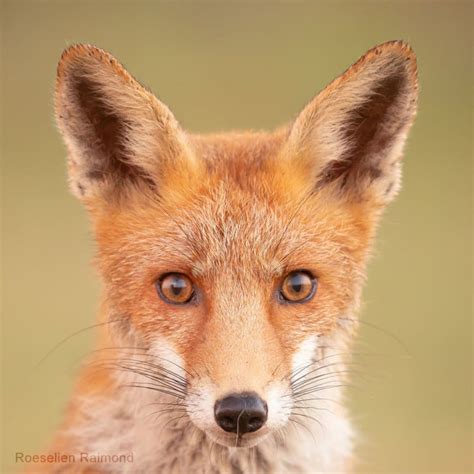 Sixty Four Foxy Faces Portraits Of Fantastic Foxes Over 10 Years