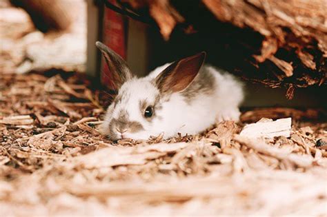 Can Baby Rabbits Drink Cow Milk — Rabbit Care Tips