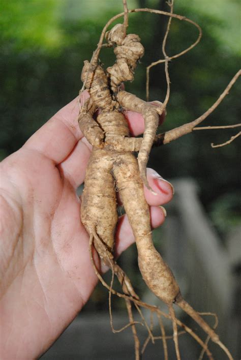 Rare Wild American Ginseng Man Root 20 Years Certified Etsy