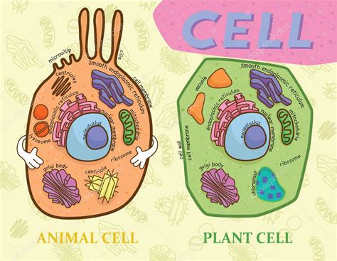 Tabla De Educación De Biología Para Células Animales Y Diagrama De