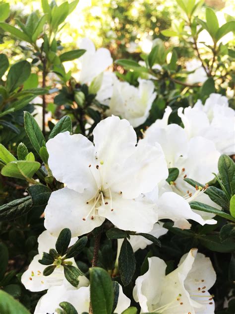 White Nobility Rebloom Azalea Shrubs For Sale Online The Tree Center