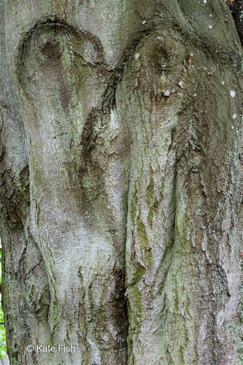 Baumgesicht Jeder Baum Hat Ein Gesicht Kate Fish Photowalks