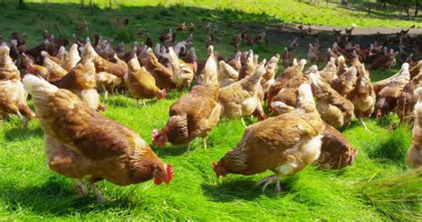 Alibaba.com features all types of organic chicken farms that are accessible in distinct varieties of shapes, sizes, colors, designs, and space capacities. 851195872-living-being-chicken-farm-organic-farm-hen