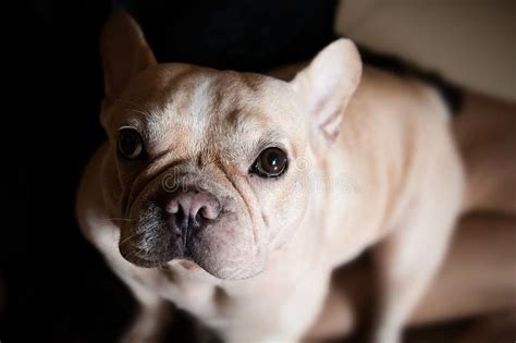 French Bulldogportrait Of An Adorable French Bulldog Studio Shot