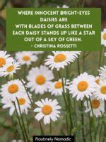 Perfect Daisy Quotes Daisy Sayings For Routinely Nomadic