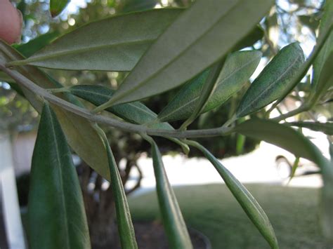 Trees Of Santa Cruz County Olea Europaea Olive