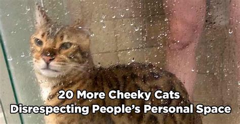 20 More Cheeky Cats Disrespecting Peoples Personal Space We Love
