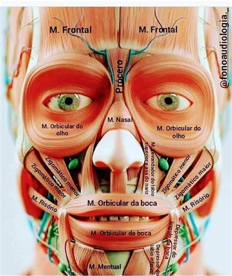 Músculos De La Caramúsculos De La Cara Anatomía Dental Músculos