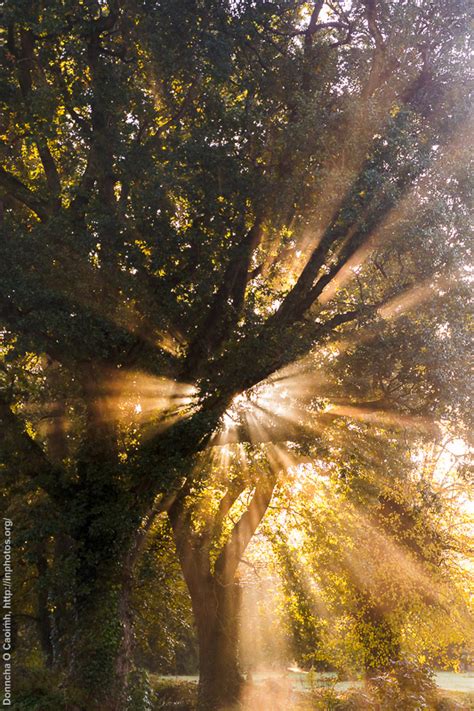 Sunlight Through Trees In Photos Dot Org