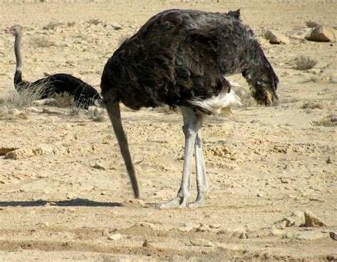 Ostrich Head In Sand Mostons