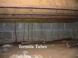 Termites Brick House