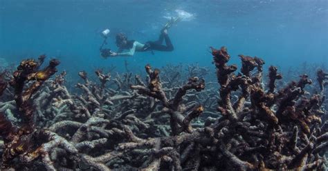 Scope Of Great Barrier Reefs Massive Coral Bleaching