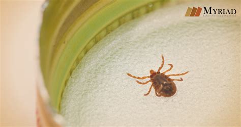 Rasgos De La Enfermedad De Lyme Transmitida Por Garrapatas Kulturaupice