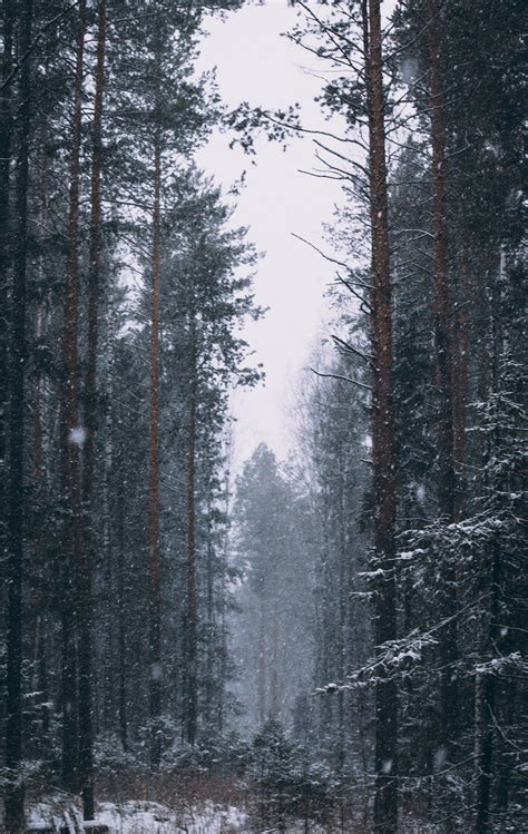 Snow Falling In A Forest · Free Stock Photo