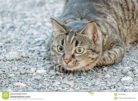 A Brown Cat With Hunting Pose Stock Image Image Of Kitten Close