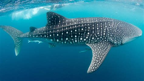 Was Iconic Whale Sharks Listed As Endangered Species By Iucn Daily