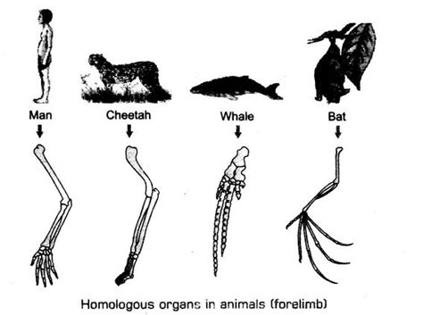Evolution Cbse Notes For Class 12 Biology Learn Cbse