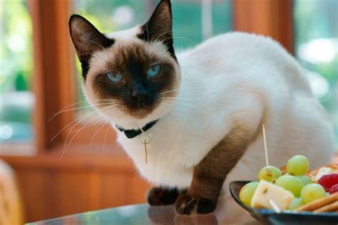 Check Out The Distinct Personality Of The Snowshoe Siamese Cat Cat Appy