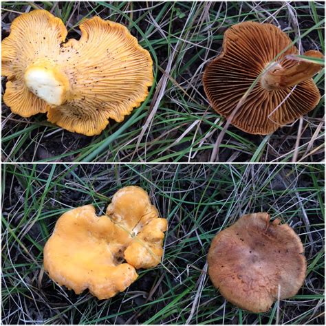 List 92 Pictures Pictures Of Edible Mushrooms In Wisconsin Excellent