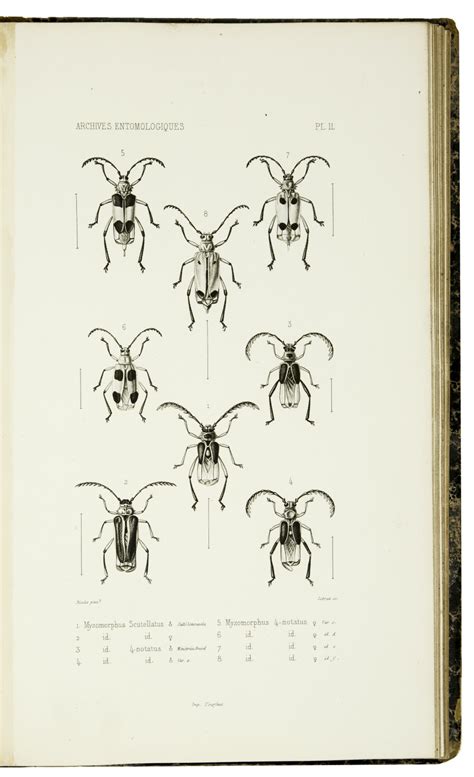 Archives Entomologiques Ou Recueil Contenant Des Illustrations D