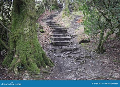 Creepy Stairs In The Woods Australia Royalty Free Stock Image