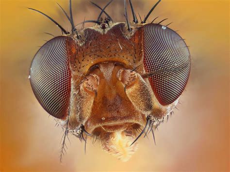 Extreme Macro Mind Blowing Insect Photos By Johan J