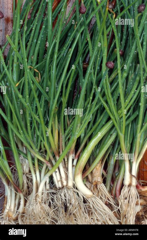 Chives Sand Leek Allium Schoenoprasum Plants With Roots Stock Photo