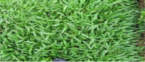 Selain itu, cara menumbuhkan dan merawat rumput taman juga tidak susah yaitu dengan memangkas dan memupuknya secara berkala. Aneka Jenis Rumput Yang Cocok Dipakai Untuk Taman - Aneka ...