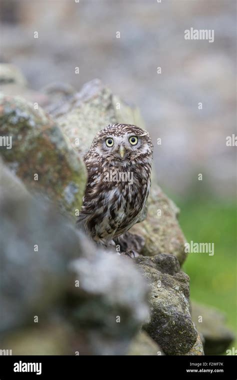 Peque O B Ho Retrato Athene Noctua Mirando El Solitario Mientras