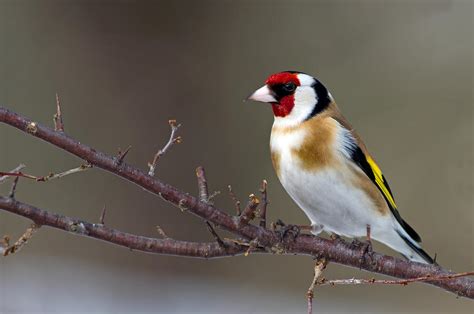 European Goldfinch Alchetron The Free Social Encyclopedia