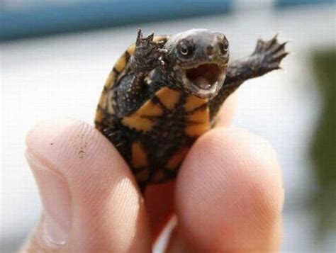 Happy Baby Turtle Is Happy Teh Cute