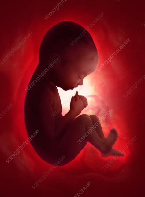 Human Foetus In The Womb Artwork Stock Image C0084286 Science