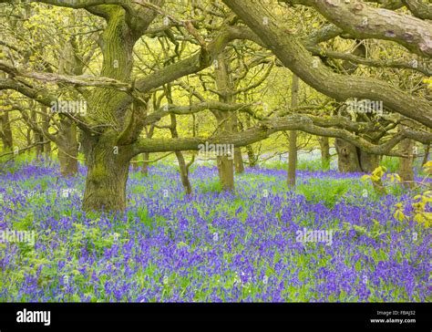 Uk Native Bluebells In Flower In Newton Woods In North York Moors