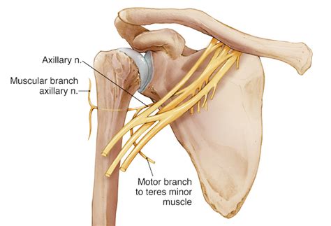 Axillary Nerve Injury